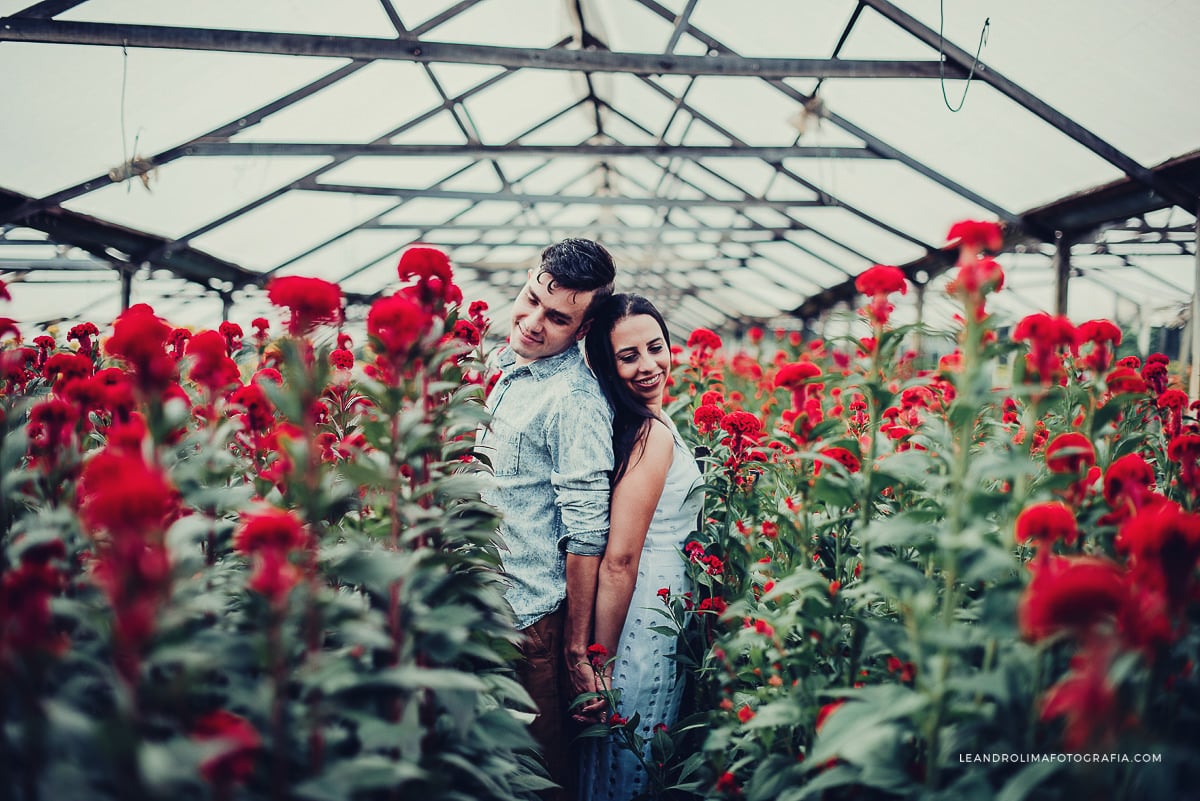 ensaio-fotografico-plantacao-flores-rosas-holambra