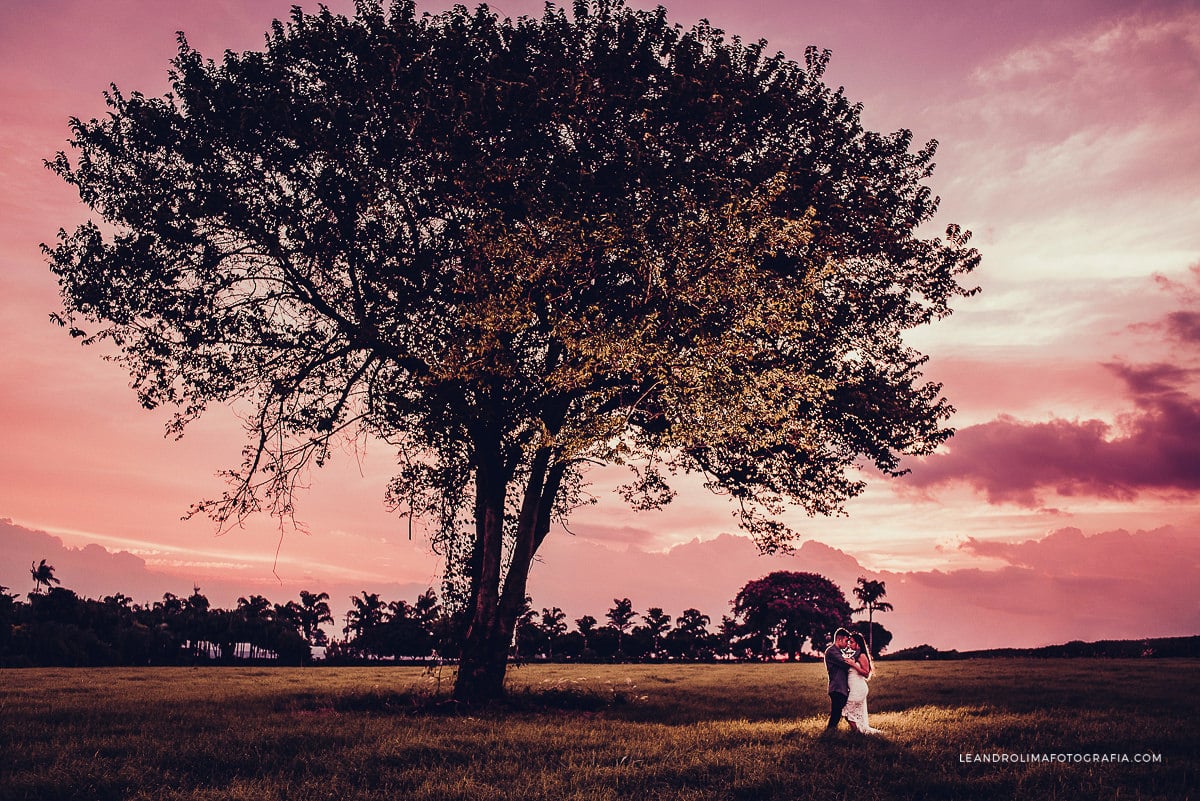 ensaio-fotografico-arvore-solitaria-holambra